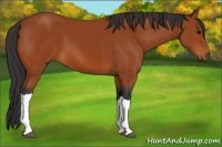 Horse Color:Bay 