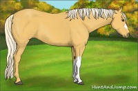Horse Color:Palomino 