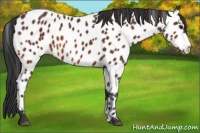 Horse Color:Bay Frame Appaloosa 