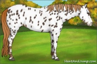 Horse Color:Liver Chestnut Frame Appaloosa