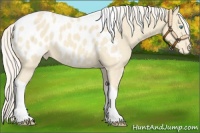 Horse Color:Cremello Tobiano Blanket 
