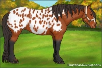 Horse Color:Bay Appaloosa