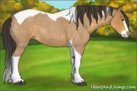 Horse Color:Buckskin Roan Splash Tobiano