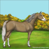 Horse Color:Silver Smoky Grullo Splash