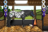 Horse Color:Black Appaloosa 