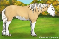 Horse Color:Silver Classic Cream Champagne Sabino Splash 