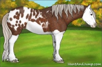 Horse Color:Silver Brown Splash Near Leopard 