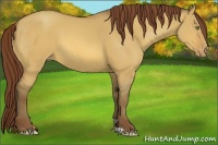 Horse Color:Amber Champagne Dun Appaloosa 