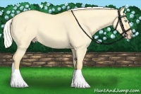 Horse Color:Silver Amber Cream Champagne Dun 