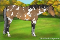 Horse Color:White Spotted Buckskin 