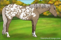 Horse Color:Silver Grullo Appaloosa 