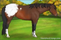 Horse Color:Bay Appaloosa 