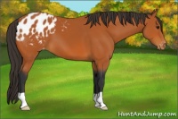 Horse Color:Bay Appaloosa 