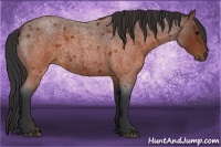 Horse Color:Brown Roan 