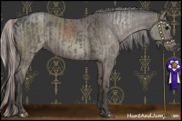 Horse Color:Grullo  and Silver Grullo