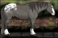 Horse Color:Grullo Sabino Splash Appaloosa
