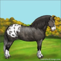 Horse Color:Grullo Ice Sabino Splash Blanket 