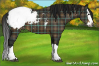 Horse Color:Gray Plaid  Brown Sabino Splash Appaloosa 