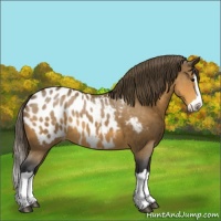Horse Color:Buckskin Sabino Splash Appaloosa 