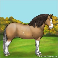 Horse Color:Sable Champagne Sabino Splash 