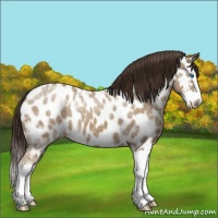 Horse Color:Classic Champagne Ice Sabino Splash Near Leopard 