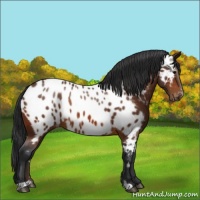 Horse Color:Brown Sabino Appaloosa