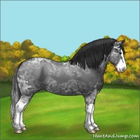 Horse Color:Black Ice Sabino Splash