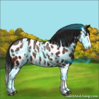 Horse Color:Thunderstruck Brown Sabino Splash Near Leopard Rabicano 
