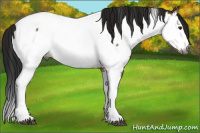 Horse Color:Gray Buckskin Sabino Splash Appaloosa 