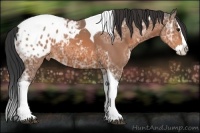 Horse Color:Bay Ice Sabino Splash Tobiano Appaloosa 