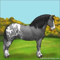 Horse Color:Black Ice Sabino Splash Appaloosa 
