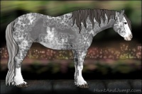 Horse Color:Smoky Black Ice Sabino Splash Appaloosa 