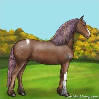 Horse Color:Painted Chestnut Appaloosa 