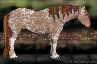 Horse Color:Painted Chestnut Ice Appaloosa