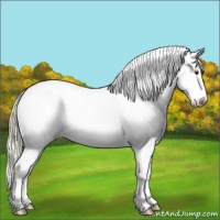 Horse Color:Palomino Ice Sabino Splash Appaloosa 