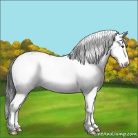 Horse Color:Smoky Black Ice Sabino Splash 