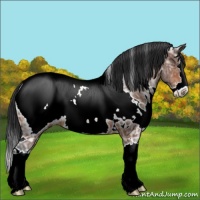 Horse Color:White Spotted Bay Ice Sabino Splash Appaloosa 