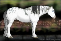 Horse Color:White Spotted Black Ice Splash Appaloosa 