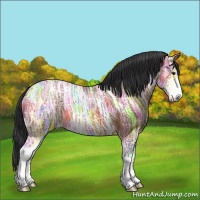 Horse Color:Bay Ice Sabino Appaloosa