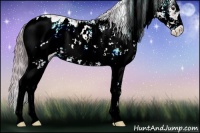 Horse Color:Watercolor Red Onyx Sabino Appaloosa Rabicano