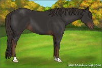 Horse Color:Liver Chestnut 