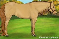 Horse Color:Red Dun 