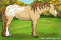 Horse Color:Red Dun Appaloosa
