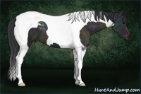 Horse Color:Midnight Grullo Ice Tobiano
