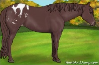 Horse Color:Chocolate Black Appaloosa 