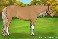 Horse Color:Palomino Tobiano 
