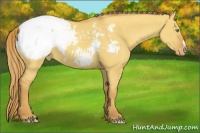 Horse Color:Gold Champagne Dun Snowcap 
