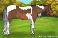 Horse Color:Bay Tobiano 
