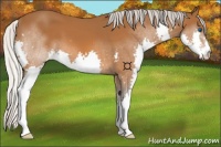 Horse Color:Silver Bay Splash 