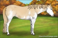 Horse Color:Chestnut Splash